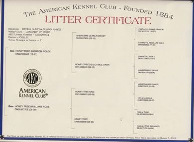 RolexXBrilliant LitterCertificatePedigree_g10it0.jpg